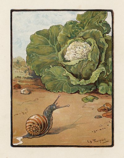 Die Schnecke von George Henry Thompson