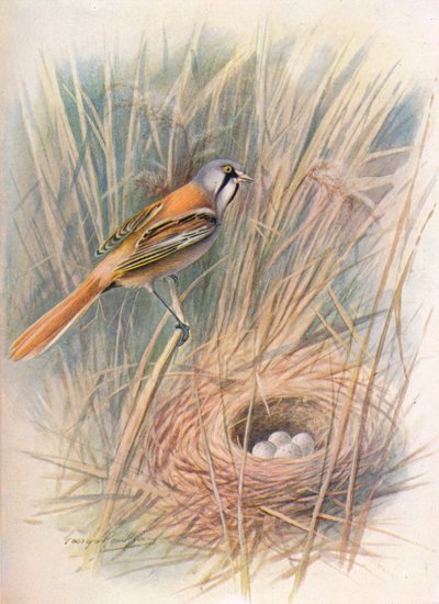 Bartmeise oder Beutelmeise - Panurus biarmicus, ca. 1910 von George James Rankin