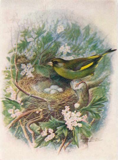 Grünfink - Ligurinus chloris, ca. 1910 von George James Rankin