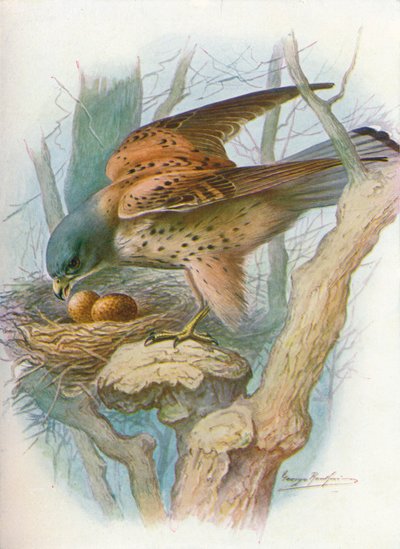 Turmfalke - Falco tinnunculus, um 1910, 1910 von George James Rankin