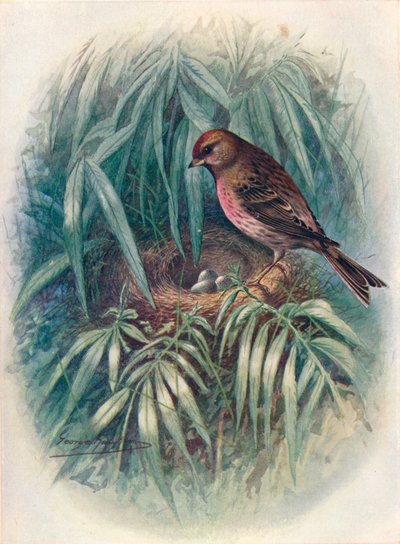 Kleine Birkenzeisig - Linota rufescens, ca. 1910 von George James Rankin