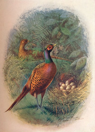 Fasan - Phasianus colchicus, um 1910 von George James Rankin