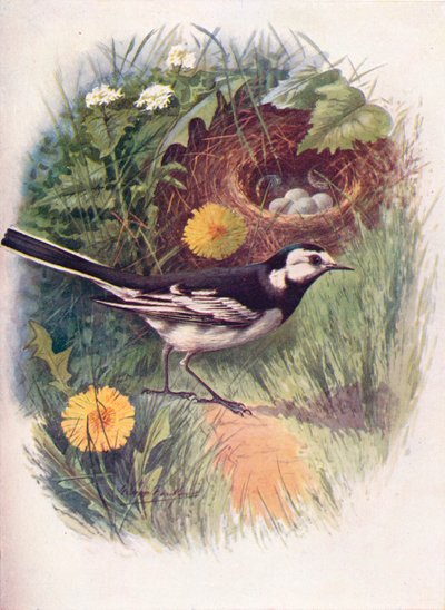 Bachstelze - Motacilla lugubris, um 1910 von George James Rankin