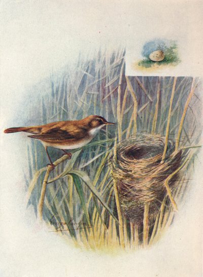 Rohrschwirl - Acrocephalus streperus, um 1910 von George James Rankin