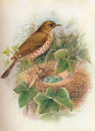 Singdrossel oder Mavis - Turdus musicus von George James Rankin