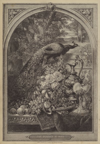 Der Pfau zu Hause von George Lance