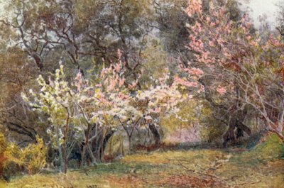 Pfirsich-, Pflaumen- und Birnenblüte von George Samuel Elgood