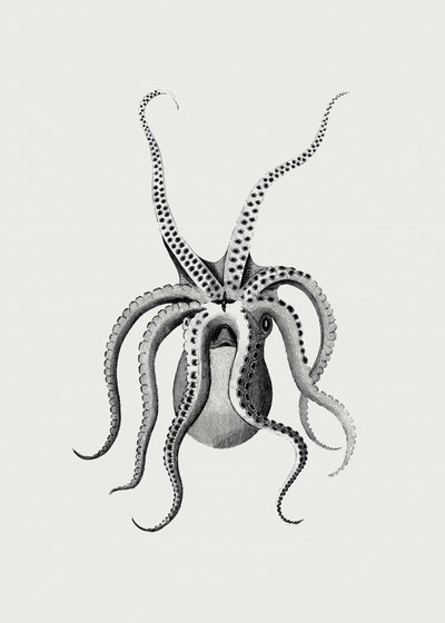 Oktopus von George Shaw