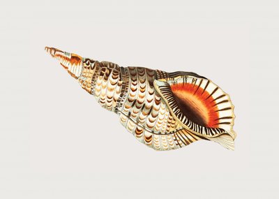 Tritonische Murex von George Shaw