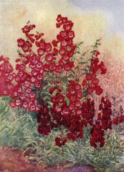 Bartfaden, Löwenmäulchen und Heuchera Brizoides von George Soper