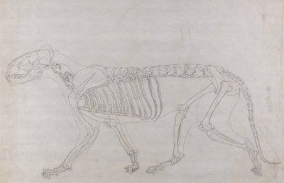 Vergleichende anatomische Darstellung des Aufbaus des menschlichen Körpers mit dem eines Tigers und eines gewöhnlichen Huhns: Tigerskelett, Seitenansicht von George Stubbs