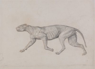 Vergleichende anatomische Darstellung der Struktur des menschlichen Körpers mit der eines Tigers und eines gewöhnlichen Huhns: Leopardenkörper, Seitenansicht von George Stubbs