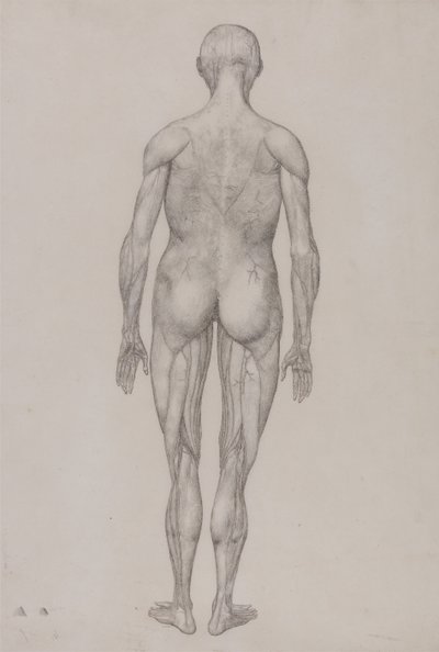 Vergleichende anatomische Darstellung der Struktur des menschlichen Körpers mit der eines Tigers und eines gewöhnlichen Huhns: Menschliche Figur, Rückansicht (fast identisch mit fertiger Zeichnung für Tafel XII) von George Stubbs