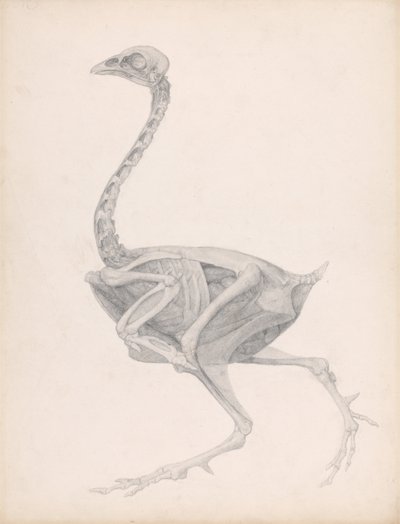 Vergleichende anatomische Darstellung der Struktur des menschlichen Körpers mit der eines Tigers und eines gewöhnlichen Huhns: Hühnerkörper, Seitenansicht von George Stubbs
