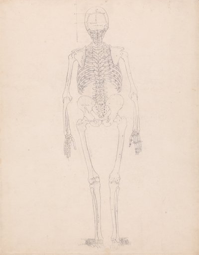 Vergleichende anatomische Darstellung der Struktur des menschlichen Körpers mit der eines Tigers und eines gewöhnlichen Huhns: Menschliches Skelett, Rückansicht von George Stubbs