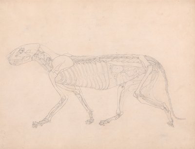 Vergleichende anatomische Darstellung der Struktur des menschlichen Körpers mit der eines Tigers und eines gewöhnlichen Huhns: Tigerkörper, Seitenansicht von George Stubbs