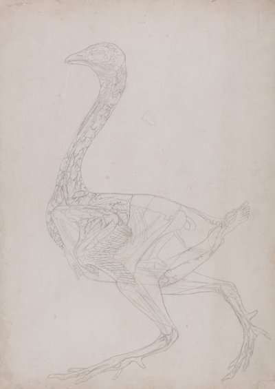 Vergleichende anatomische Darstellung der Struktur des menschlichen Körpers mit der eines Tigers und eines gewöhnlichen Huhns: Hühnerkörper, Seitenansicht (Umrisszeichnung, bezogen auf Tafel XV) von George Stubbs