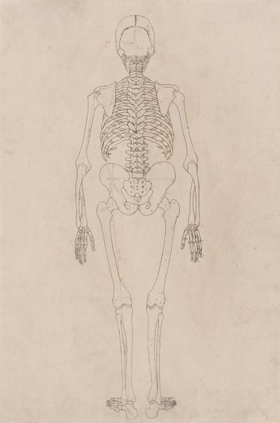 Ein vergleichender anatomischer Exposition der Struktur des menschlichen Körpers mit der eines Tigers und eines gewöhnlichen Huhns: Menschliches Skelett, Rückansicht (Bezieht sich auf Tabelle II) von George Stubbs