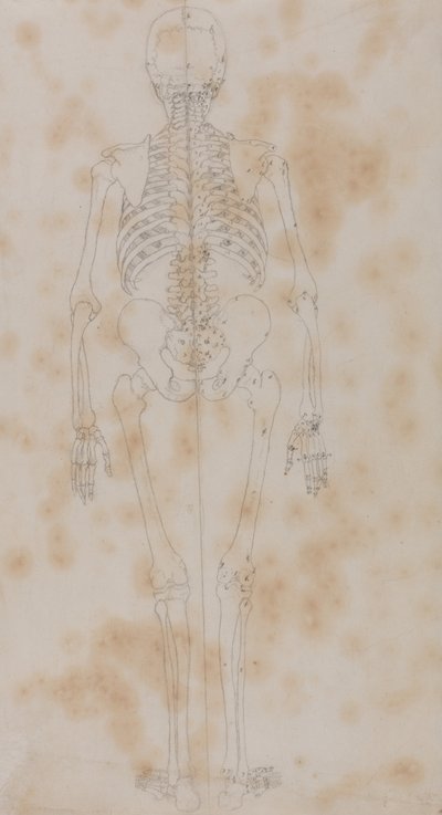 Eine vergleichende anatomische Darstellung der Struktur des menschlichen Körpers mit der eines Tigers und eines gewöhnlichen Huhns: Menschliches Skelett, Rückansicht (Vielleicht die erste der Studien des Skeletts) von George Stubbs