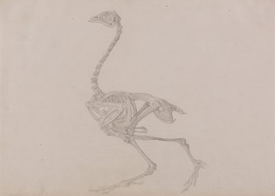 Vergleichende anatomische Darstellung der Struktur des menschlichen Körpers mit der eines Tigers und eines gewöhnlichen Huhns: Dorking-Huhn-Skelett, Seitenansicht (Fertige Studie für eine unveröffentlichte Tafel) von George Stubbs