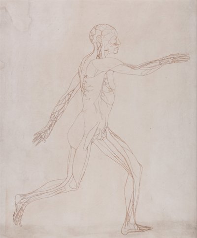 Vergleichende anatomische Darstellung der Struktur des menschlichen Körpers mit der eines Tigers und eines Haushuhns: Menschliche Figur, Seitenansicht (Vorbereitet für den Transfer zur Platte der Schlüsselfigur zu Tafel XIII) von George Stubbs