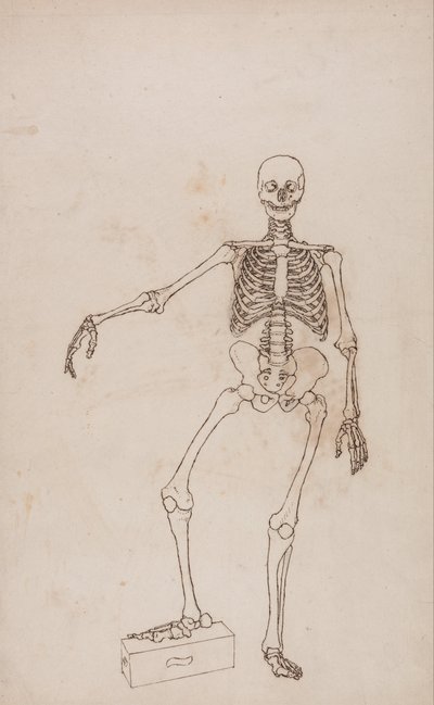Vergleichende anatomische Darstellung der Struktur des menschlichen Körpers mit der eines Tigers und eines gewöhnlichen Huhns: Menschliches Skelett, Vorderansicht von George Stubbs