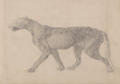 Vergleichende anatomische Darstellung des menschlichen Körpers mit dem eines Tigers und eines gewöhnlichen Huhns: Tigerkörper, Seitenansicht von George Stubbs
