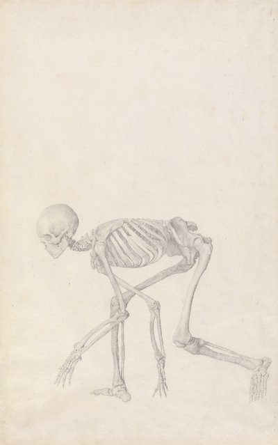 Vergleichende anatomische Darstellung der Struktur des menschlichen Körpers mit der eines Tigers und eines gewöhnlichen Huhns: Menschliches Skelett, Seitenansicht (in hockender Haltung) von George Stubbs