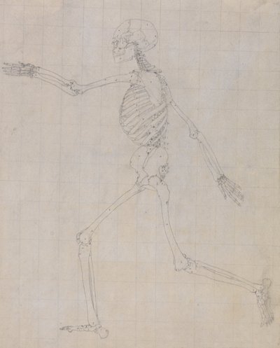 Vergleichende anatomische Darstellung der Struktur des menschlichen Körpers mit der eines Tigers und eines gewöhnlichen Huhns: Menschliches Skelett, Seitenansicht (Umriss des Skeletts) von George Stubbs