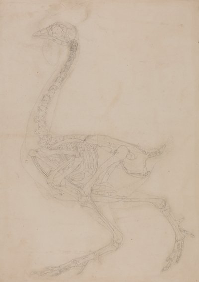 Vergleichende anatomische Darstellung der Struktur des menschlichen Körpers mit der eines Tigers und eines gewöhnlichen Huhns: Hühnerskelett, Seitenansicht von George Stubbs