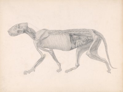 Vergleichende anatomische Darstellung der Struktur des menschlichen Körpers mit der eines Tigers und eines gewöhnlichen Huhns: Tigerkörper, Seitenansicht, 1795-1806 von George Stubbs