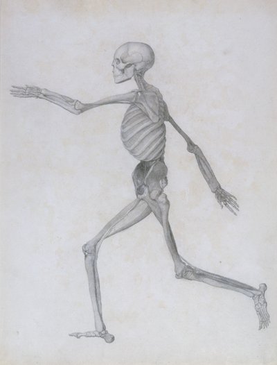 Vergleichende anatomische Darstellung der Struktur des menschlichen Körpers mit der eines Tigers und eines gewöhnlichen Huhns: Menschliche Figur, Seitenansicht, 1795-1806 von George Stubbs