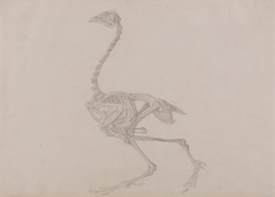 Dorking-Huhn-Skelett, Seitenansicht (Fertige Studie für eine unveröffentlichte Tafel) von George Stubbs