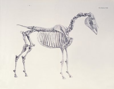Erster Skelett-Tisch, aus Die Anatomie des Pferdes von George Stubbs