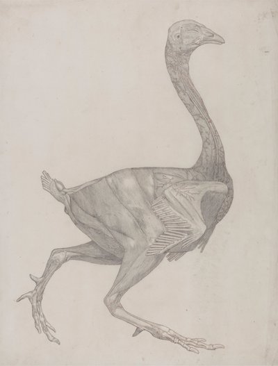 Vogelkörper, Seitenansicht (Wahrscheinlich zur Übertragung auf die Platte für die Gravur von Tafel XV vorbereitet) von George Stubbs