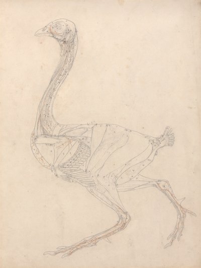 Vogelkörper, Seitenansicht (Studie für die Schlüsselfigur zu Tabelle XV) von George Stubbs