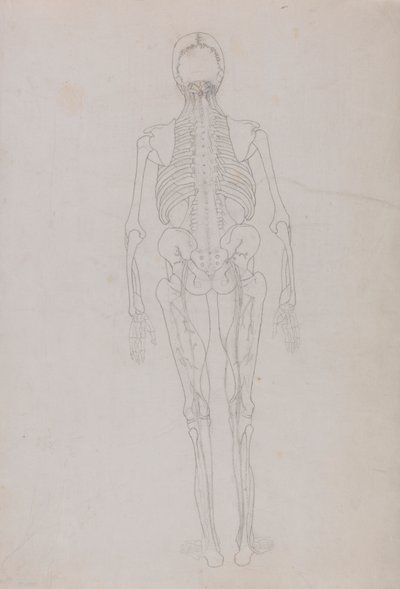 Menschliche Figur, Rückansicht (Umrisszeichnung für eine Schlüsselfigur, die das Endstadium der Dissektion zeigt) von George Stubbs