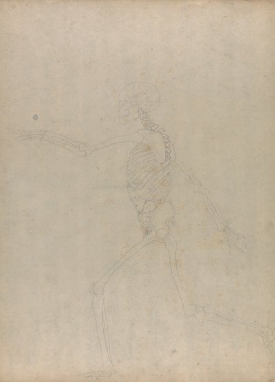 Menschliches Skelett, Seitenansicht (Studie für eine Schlüsselfigur zu einer unveröffentlichten Tafel, die die Bauchorgane zeigt) von George Stubbs