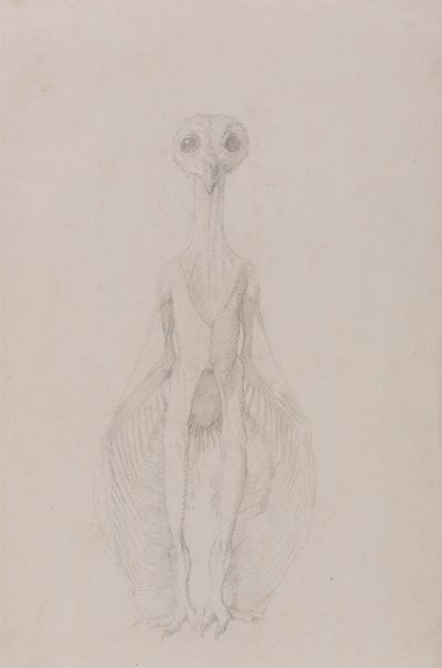 Eule stehend, Vorderansicht von George Stubbs