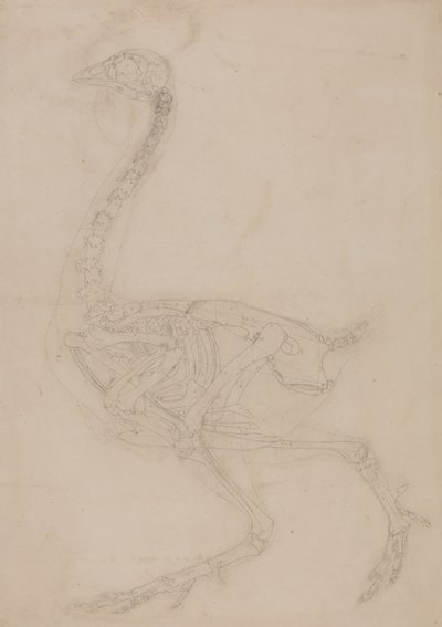 Studie eines Huhns, Seitenansicht, aus A Comparative Anatomical Exposition of the Structure of the Human Body with that of a Tiger and a Common Fowl, 1795-1806 von George Stubbs