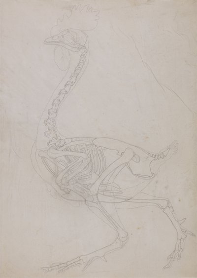 Studie eines Huhns, Seitenansicht, aus A Comparative Anatomical Exposition of the Structure of the Human Body with that of a Tiger and a Common Fowl, 1795-1806 von George Stubbs