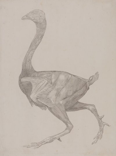 Studie eines Huhns, Seitenansicht, aus Ein Vergleichender Anatomischer Exposition der Struktur des menschlichen Körpers mit der eines Tigers und eines gewöhnlichen Huhns, 1795-1806 von George Stubbs