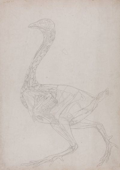 Studie eines Huhns, Seitenansicht, aus Ein Vergleichender Anatomischer Exposition der Struktur des menschlichen Körpers mit der eines Tigers und eines gewöhnlichen Huhns, 1795-1806 von George Stubbs