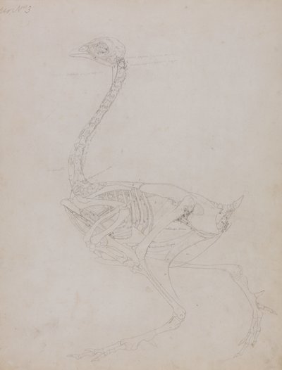 Studie eines Huhns, Seitenansicht, aus Ein Vergleichender Anatomischer Exposition der Struktur des menschlichen Körpers mit der eines Tigers und eines gewöhnlichen Huhns, 1795-1806 von George Stubbs