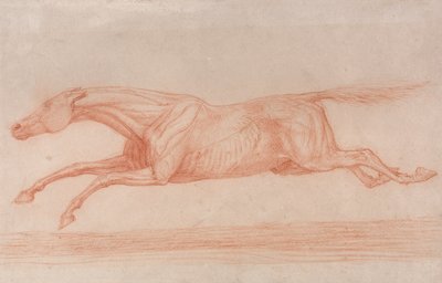 Studie eines Rennpferdes in Aktion: Galoppierend nach links, eine halb-anatomische Studie, mit abgezogener Haut, um die Muskelbewegung zu zeigen von George Stubbs