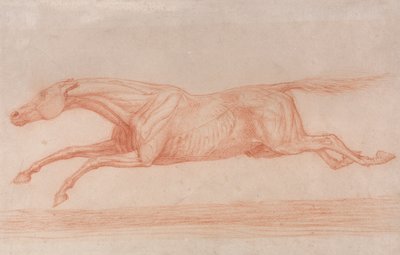 Studie eines Rennpferdes in Aktion: Galoppieren nach links, eine halb-anatomische Studie, mit abgezogener Haut zur Darstellung der Muskelbewegung von George Stubbs