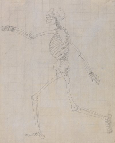 Studie der menschlichen Figur, Seitenansicht, fertige Studie für Tabelle III, aus Einem Vergleichenden Anatomischen Exposé der Struktur des menschlichen Körpers mit dem eines Tigers und eines gewöhnlichen Huhns, 1795-1806 von George Stubbs