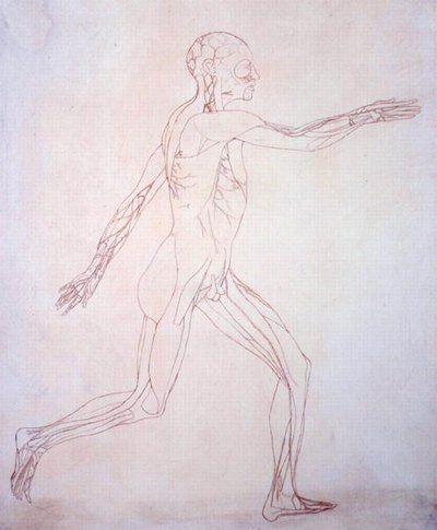 Studie der menschlichen Figur, Seitenansicht, aus Ein vergleichendes anatomisches Exposé der Struktur des menschlichen Körpers mit dem eines Tigers und eines gewöhnlichen Huhns von George Stubbs