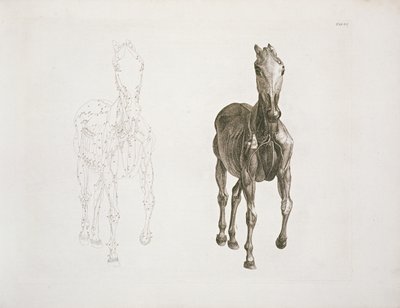 Tafel VIII, aus 