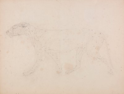 Tigerkörper, Seitenansicht (Studie der Muskeln für die Schlüsselfigur zu Tafel IX) von George Stubbs
